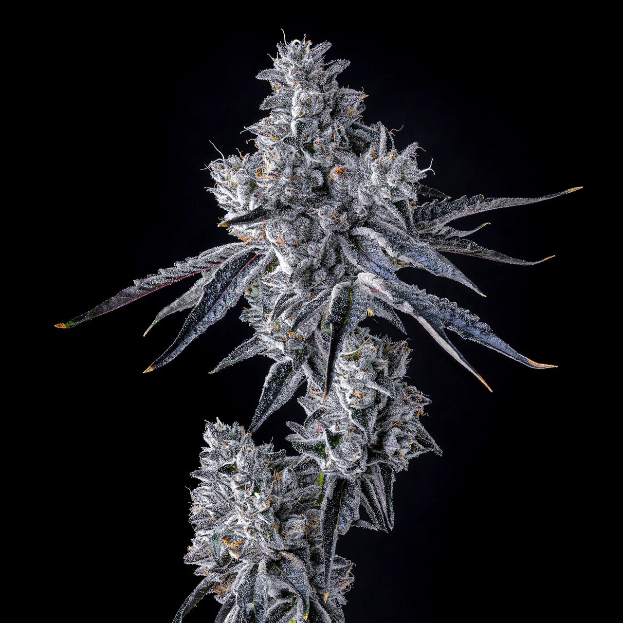 Triple Scoop x Berniehana Butter