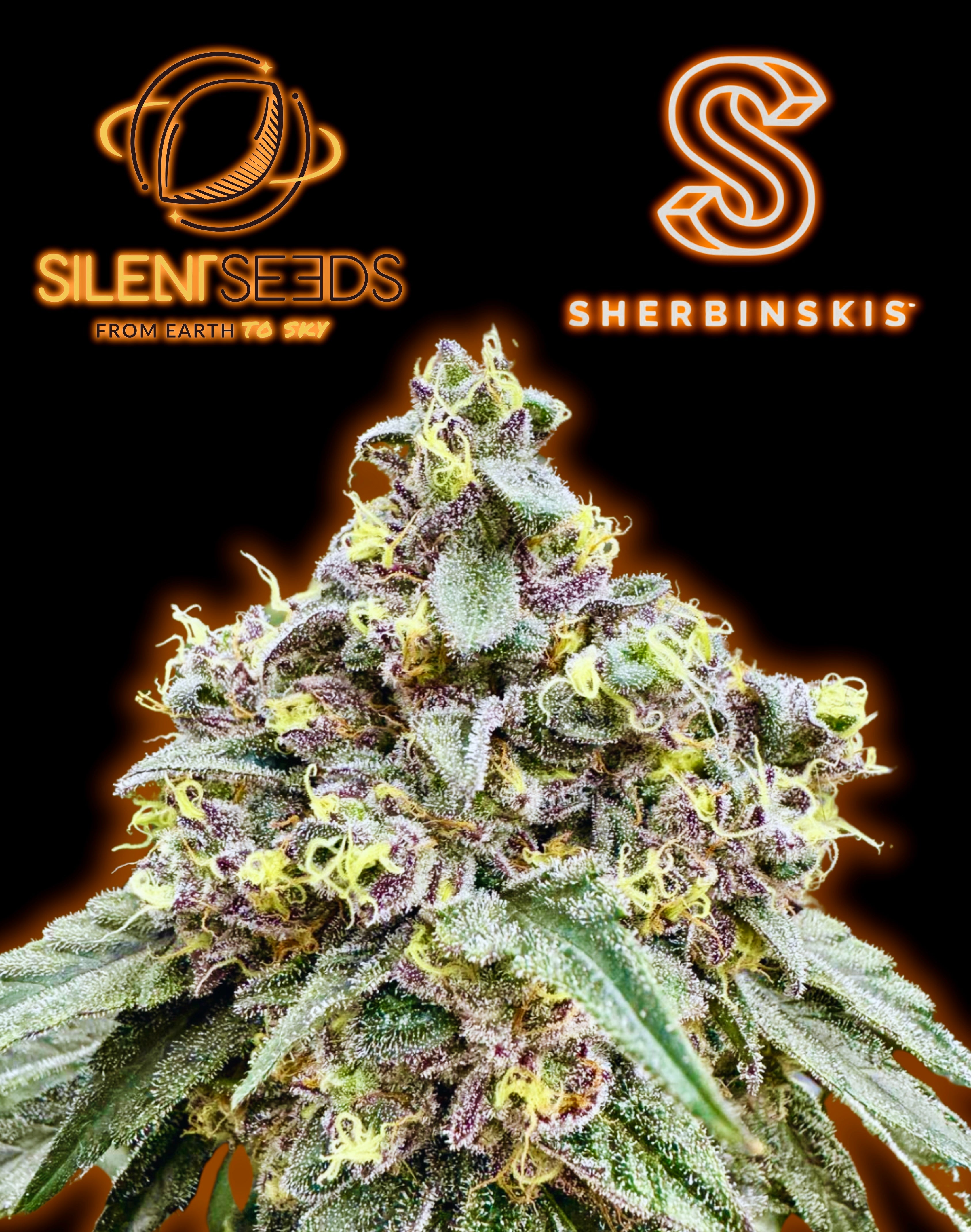 Açai Jelly (Sherbinskis x Silent Seeds)