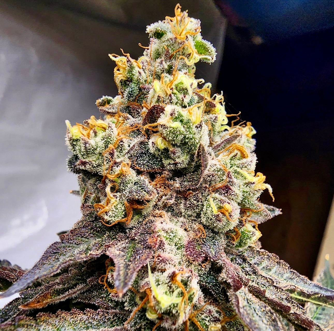 Atomic Sherbert