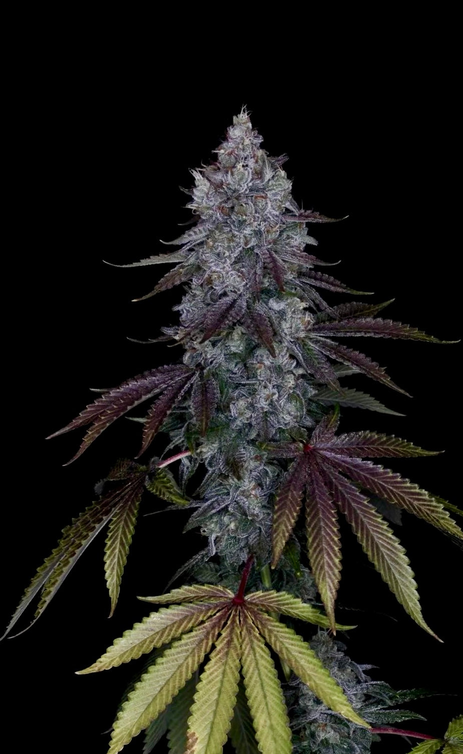 Wedding Cake F4