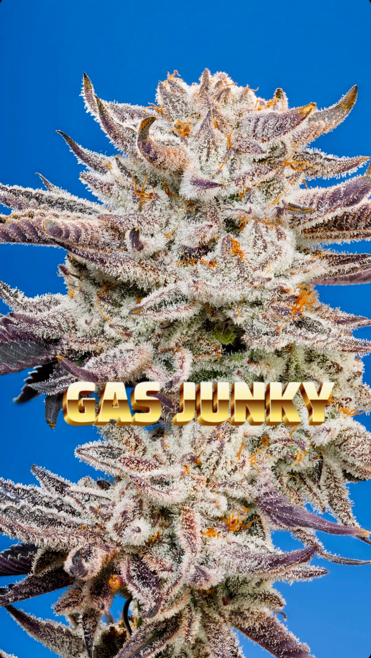 Gas Junky