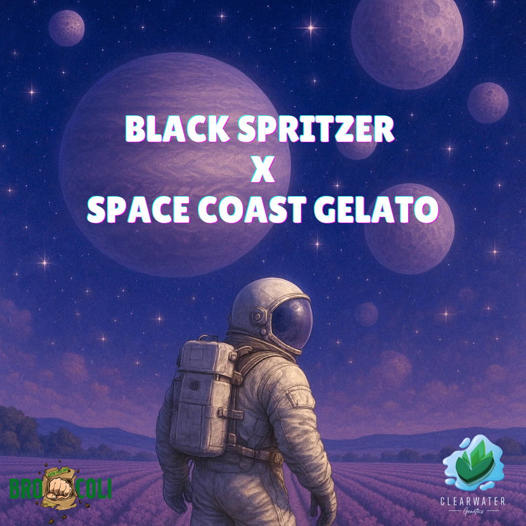 Black Spritzer x Space Coast Gelato