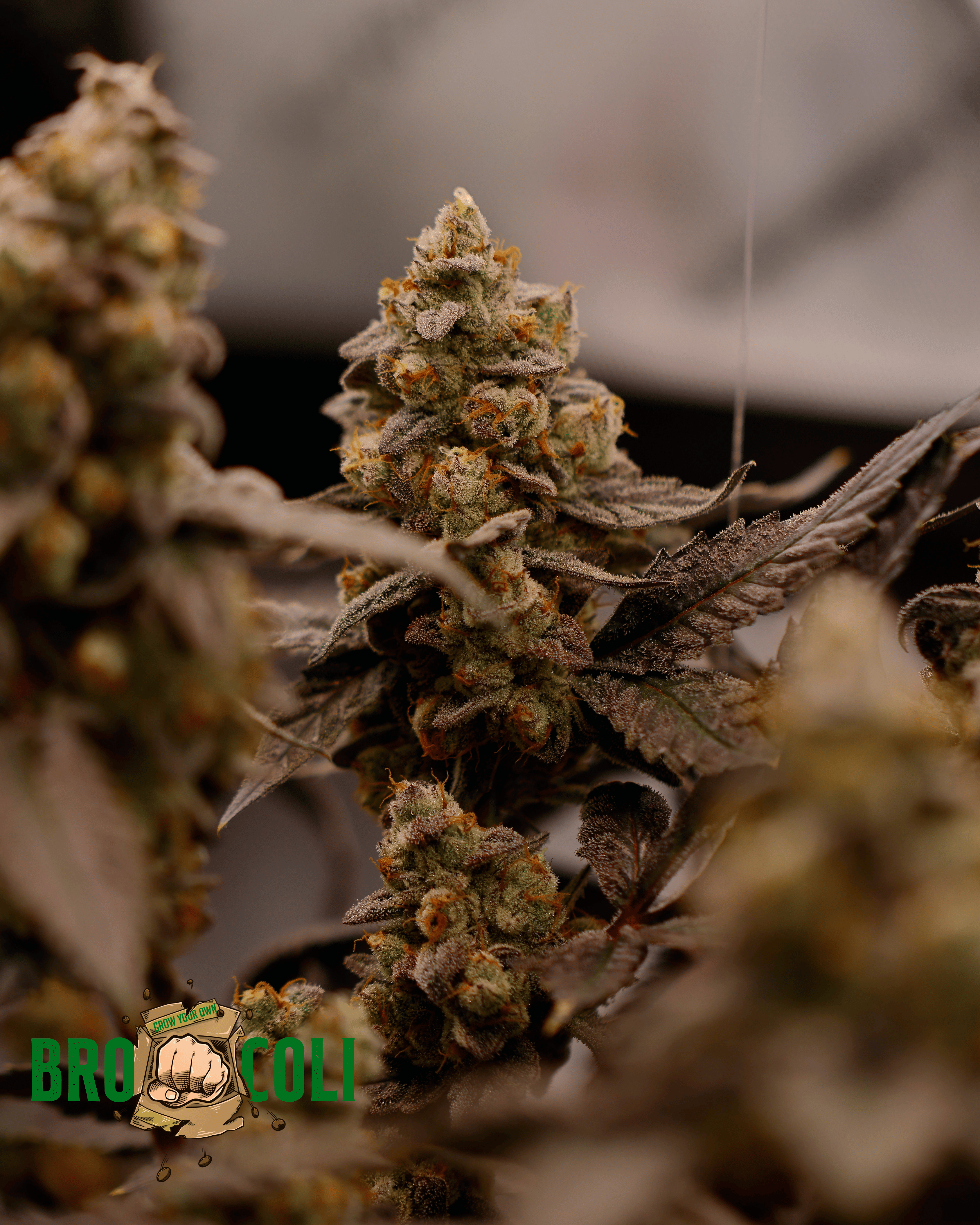 Gassy Knolls (Heads collaboration)