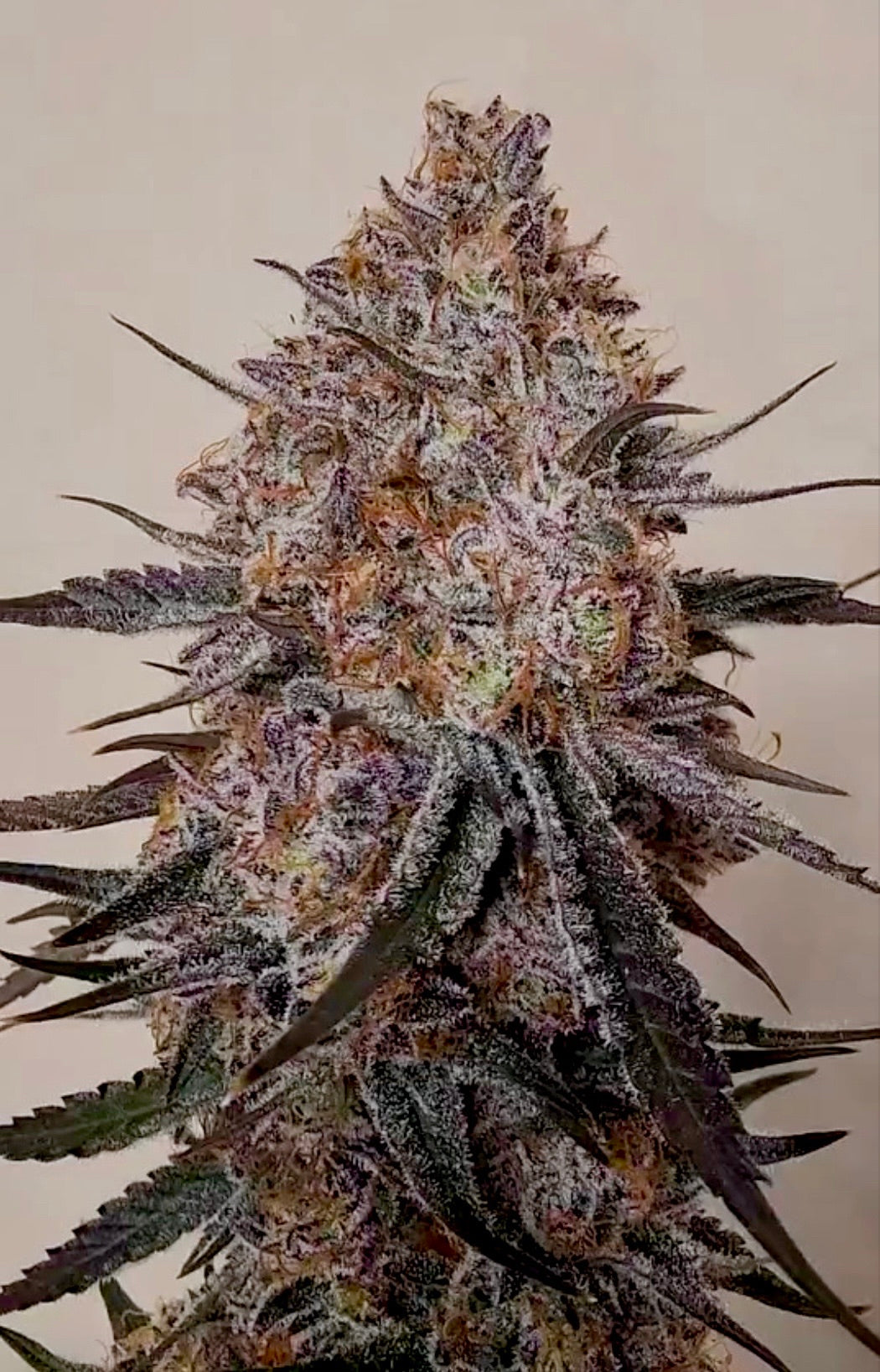 Trop Strawberry