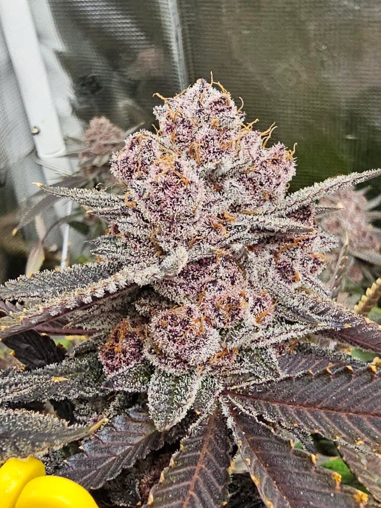 Super Trop Cherry