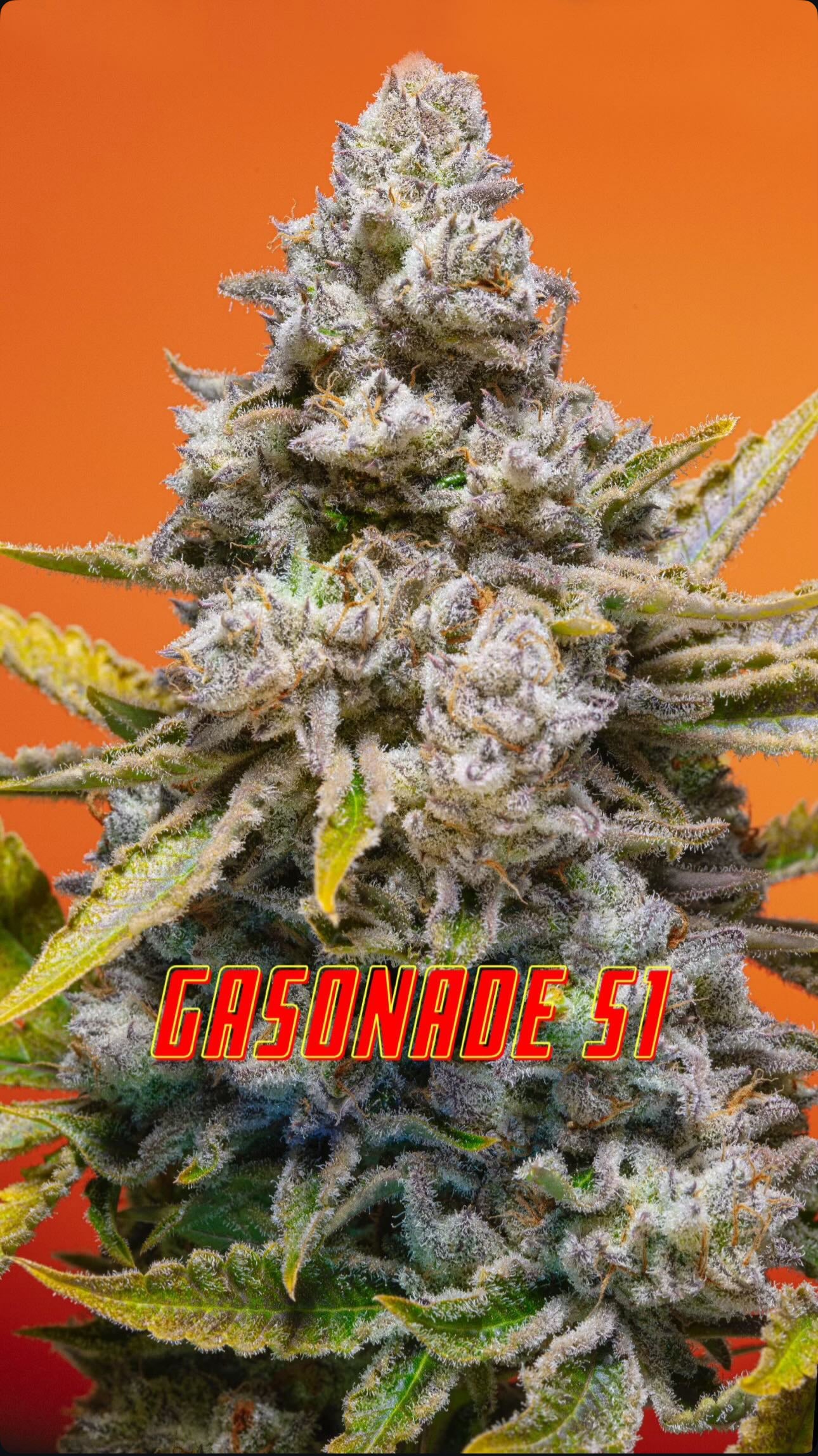 Gasonade S1