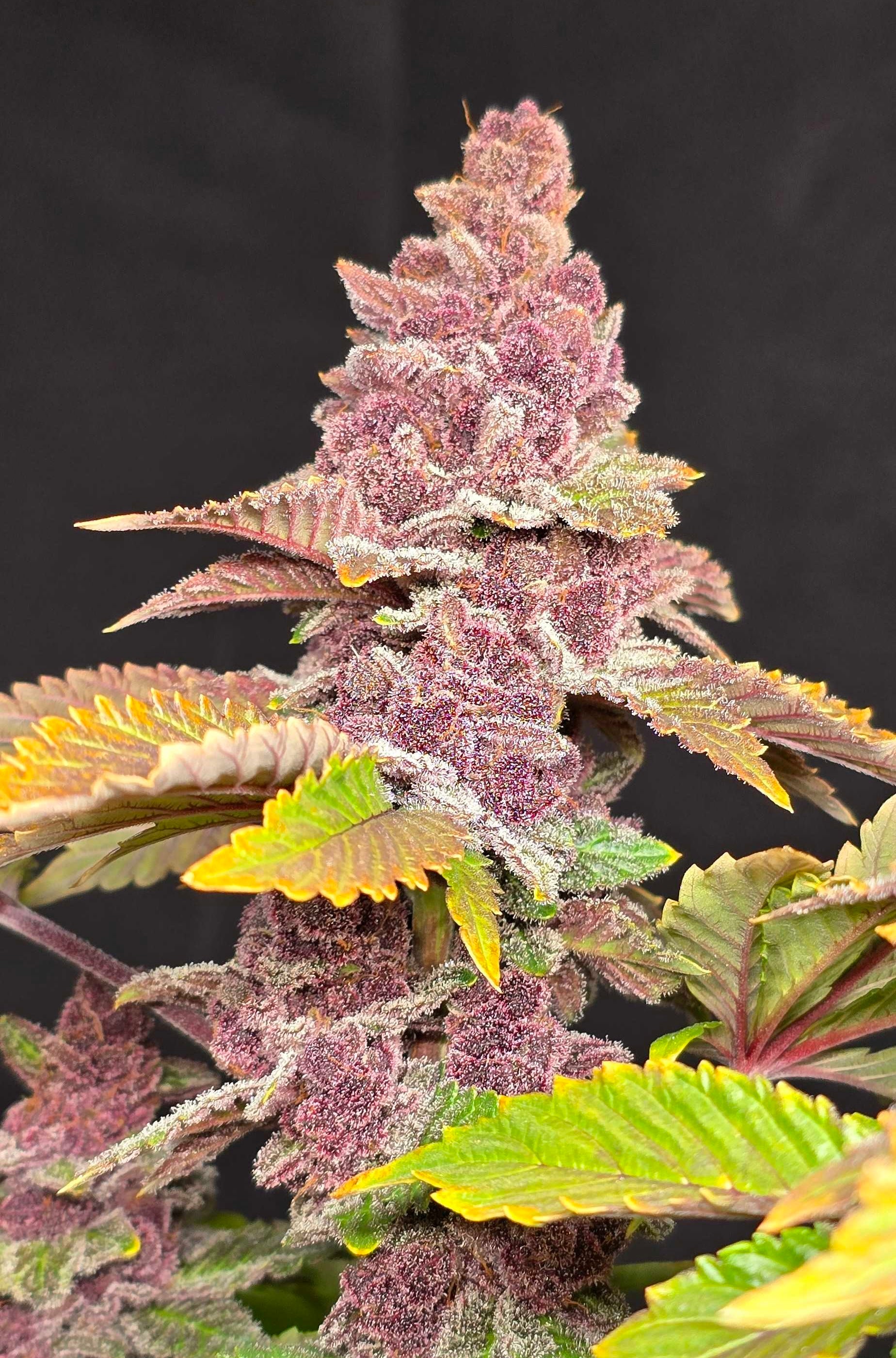Trop Cherry bx1