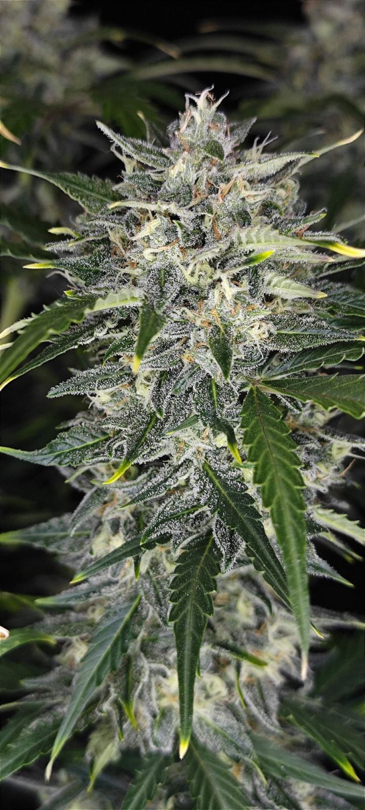 Sour Jealousy Auto