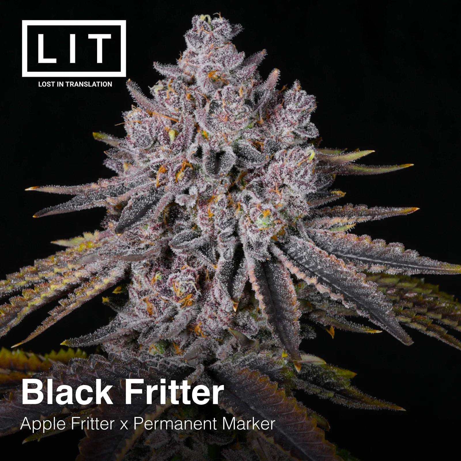 Black Fritter