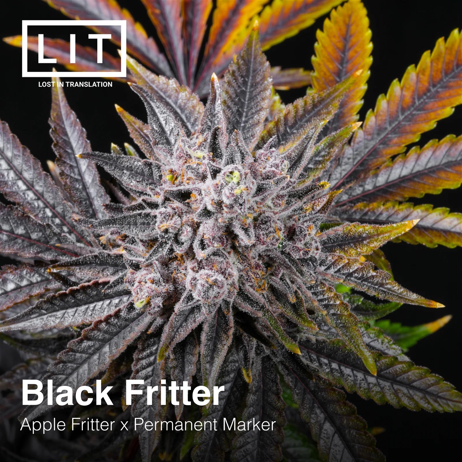 Black Fritter