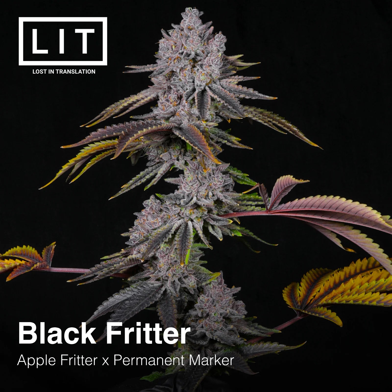 Black Fritter