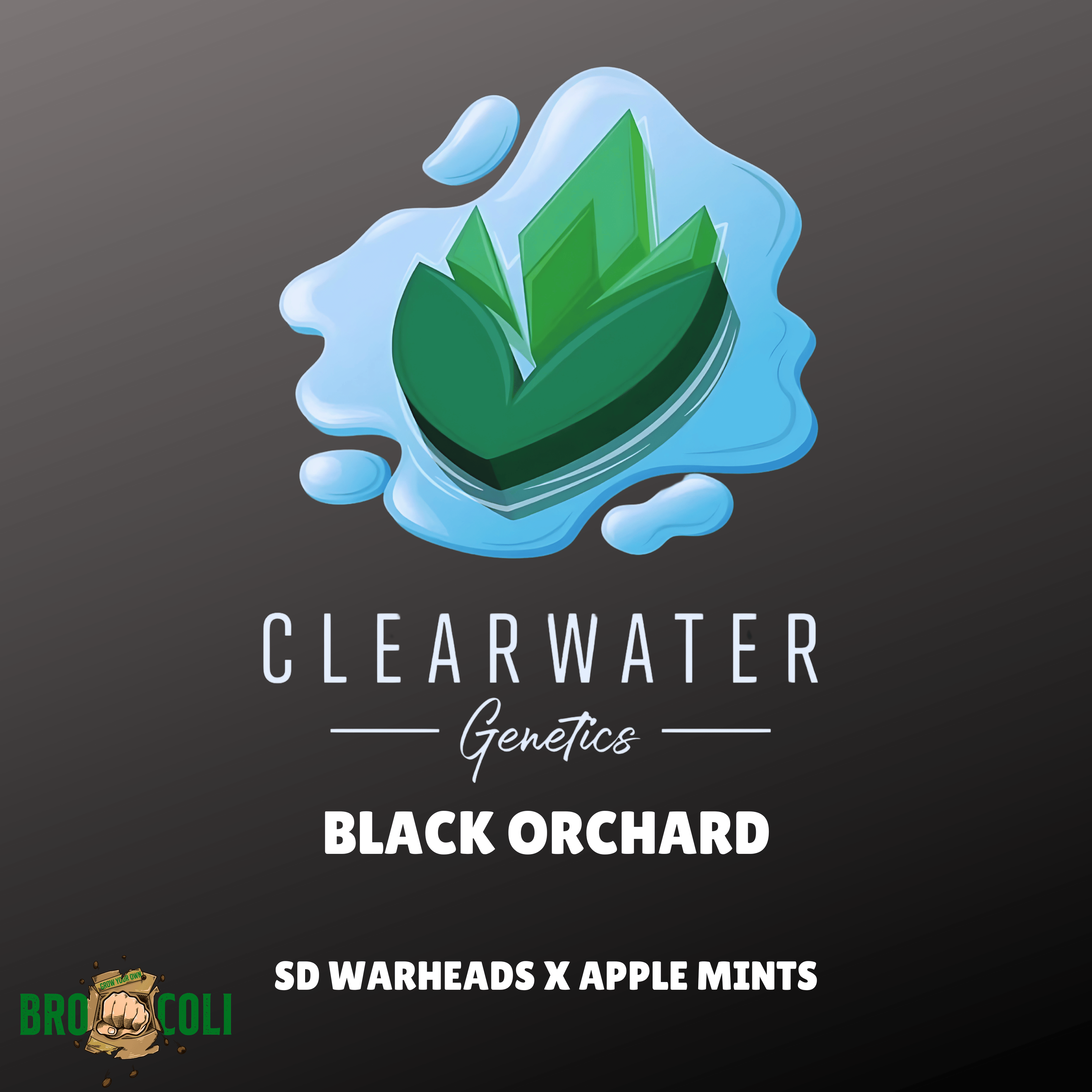 Black Orchard