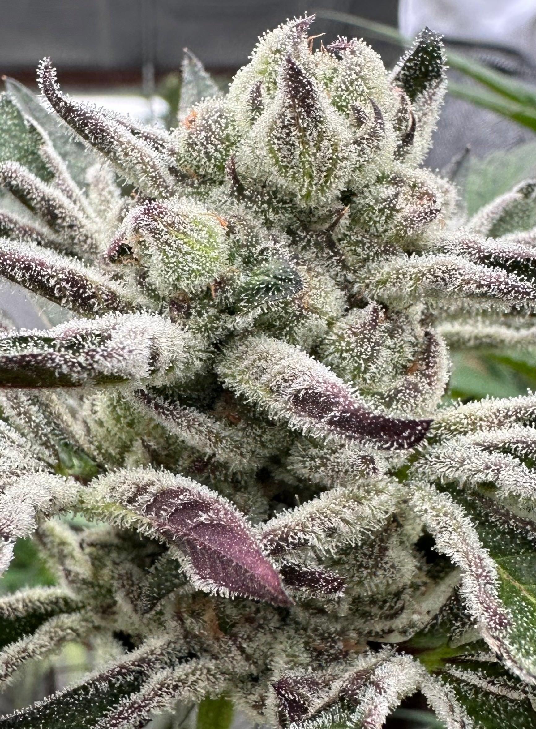 Blueberry Lobster (Maine Trees collaboration)