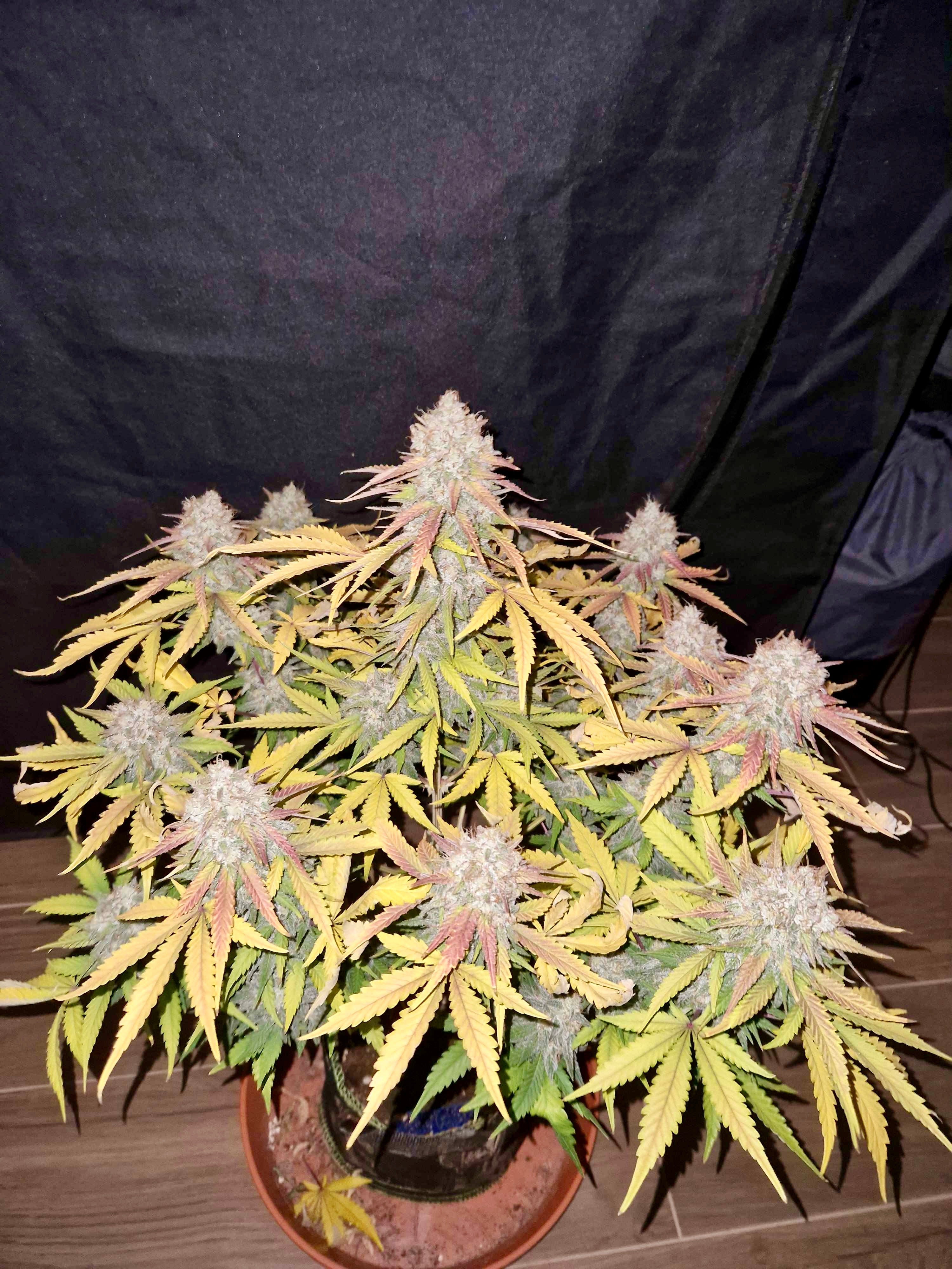 Apricot Auto