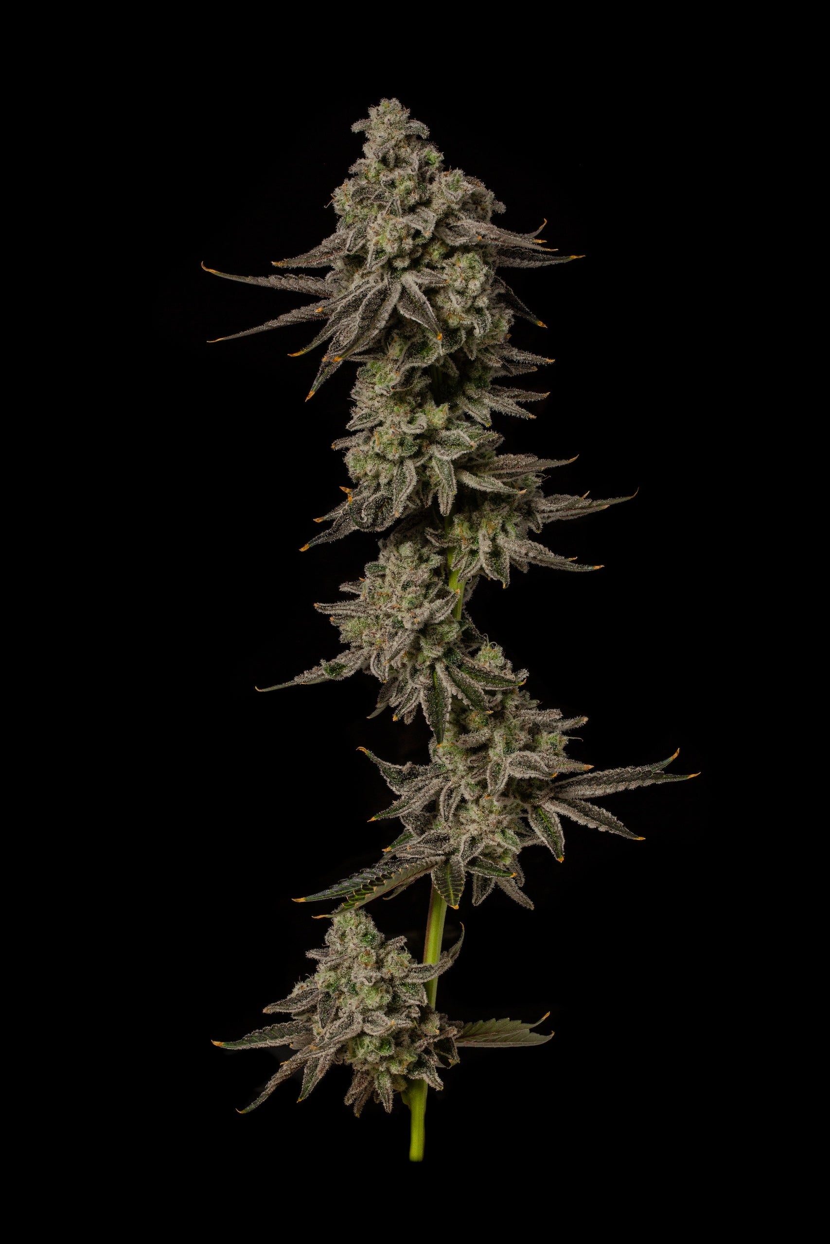 Cap Junky S1