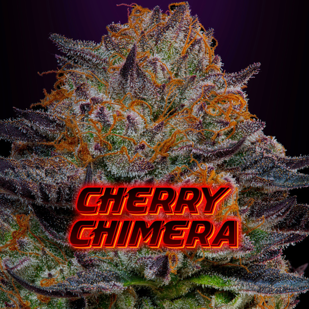 Cherry Chimera