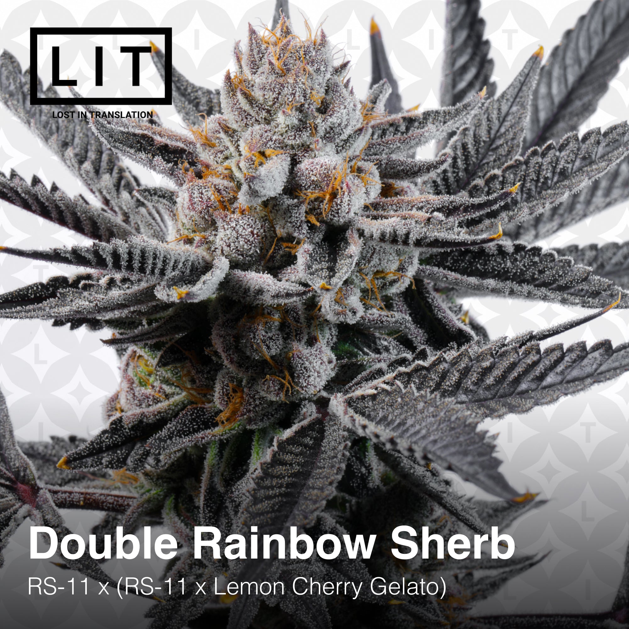 Double Rainbow Sherb