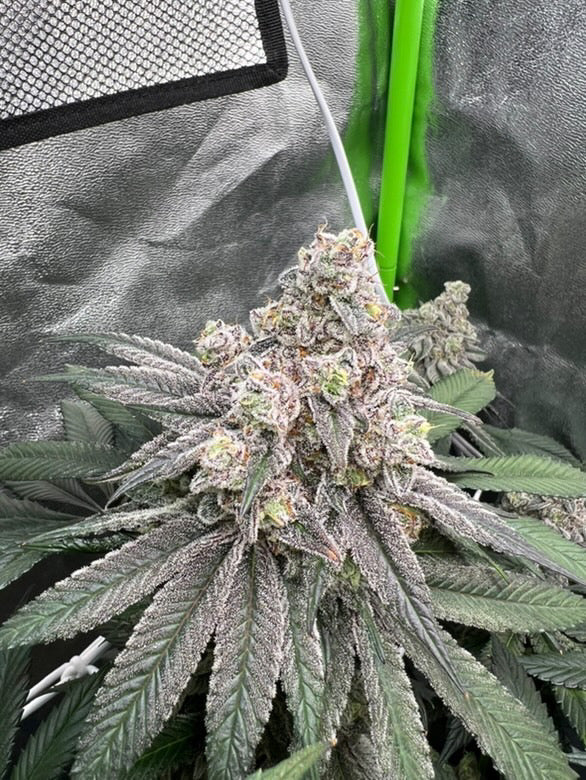 Blue Razzsicle x Dantes Wrath