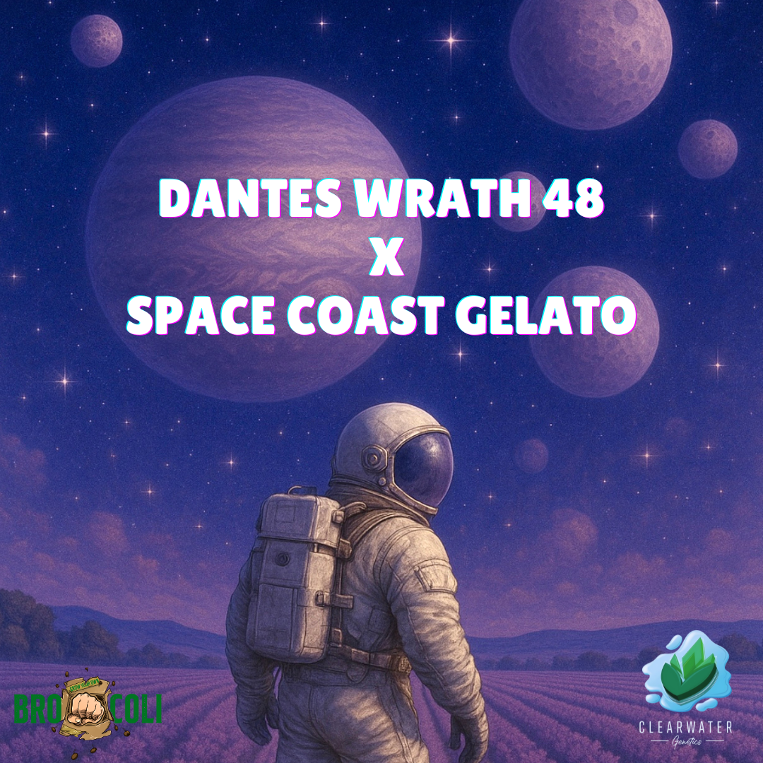 Dante's Wrath 48 x Space Coast Gelato