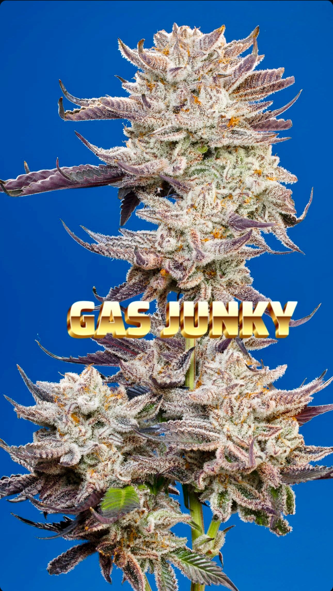 Gas Junky