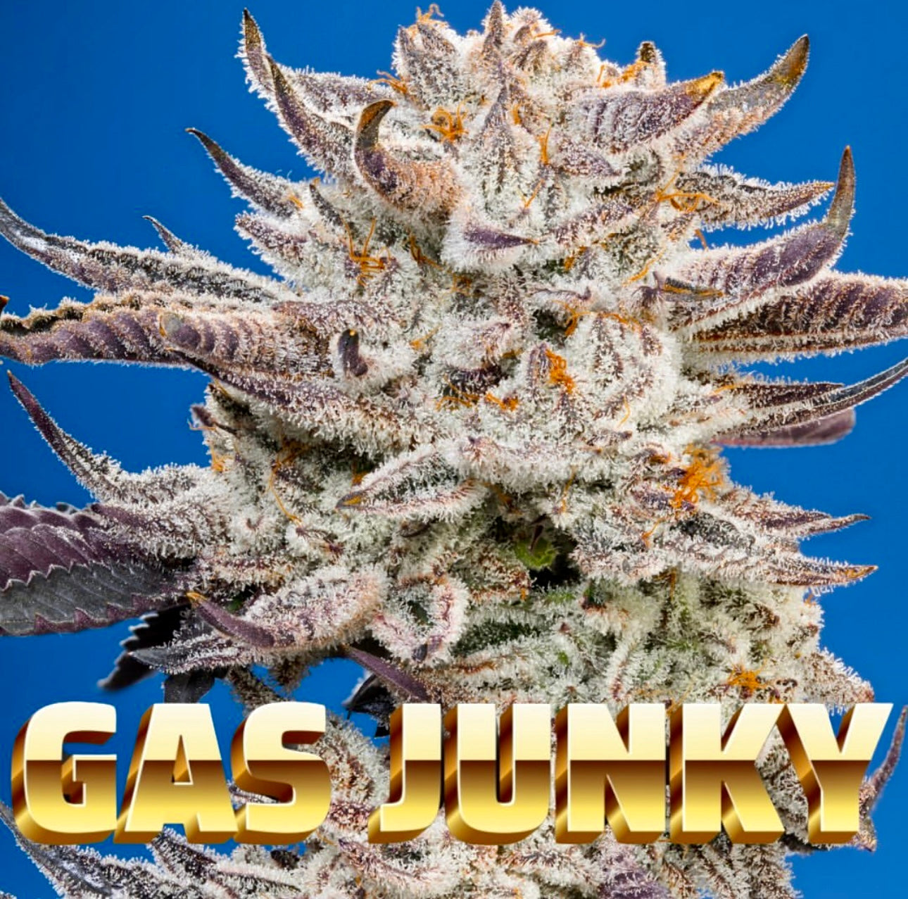 Gas Junky