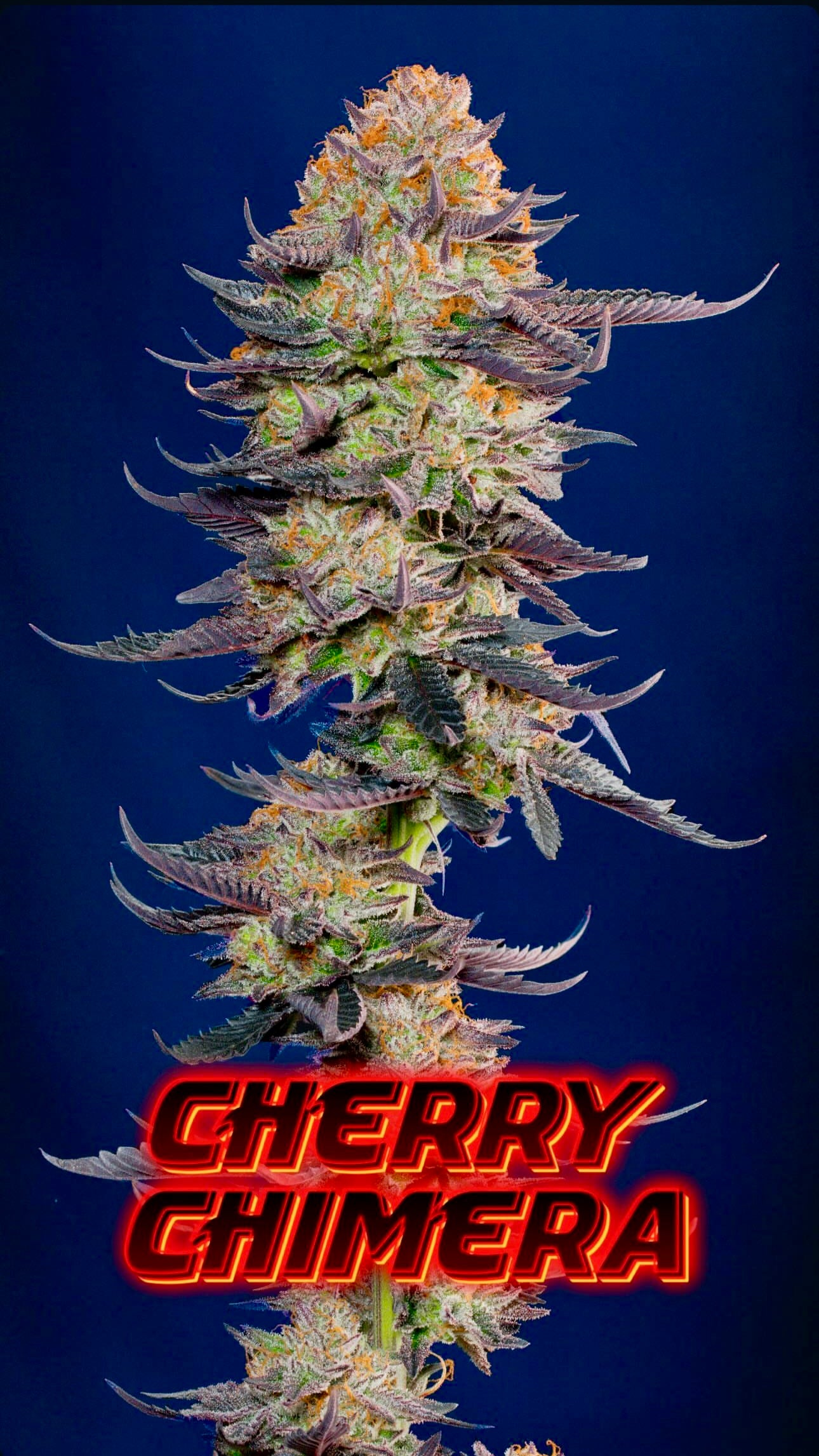 Cherry Chimera