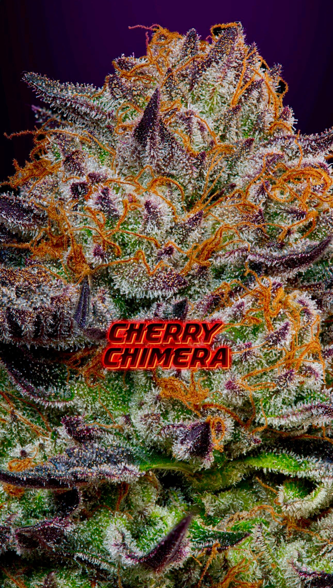 Cherry Chimera