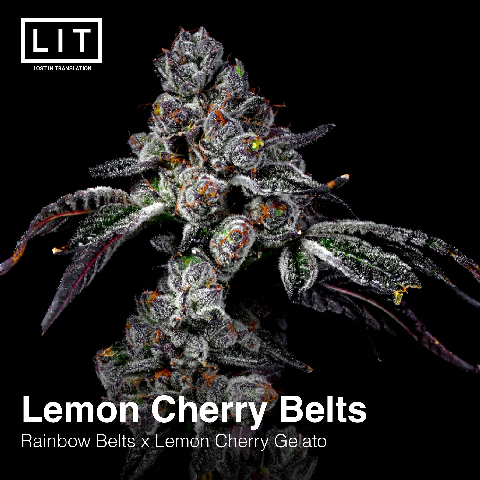 Lemon Cherry Belts