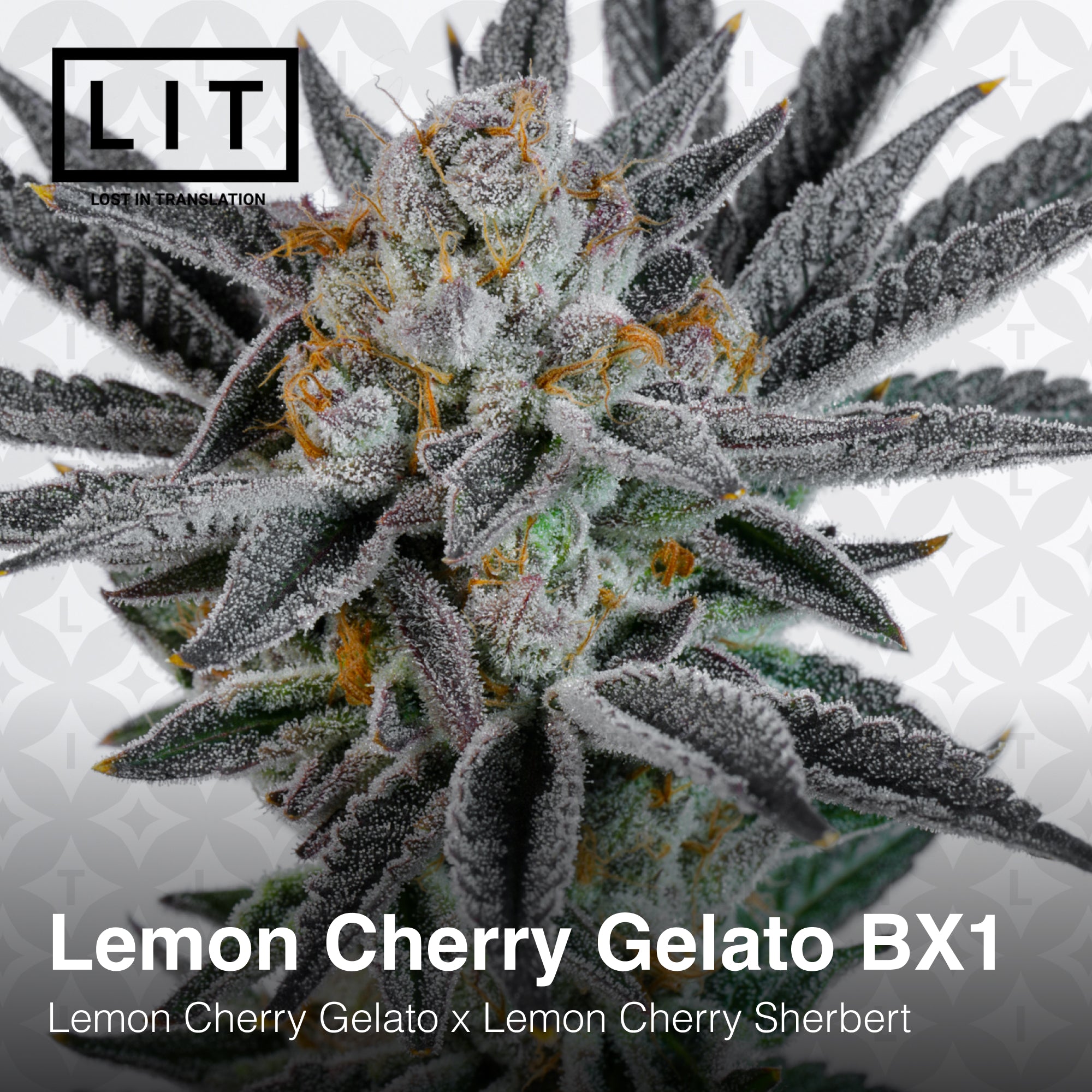 Lemon Cherry Gelato BX1