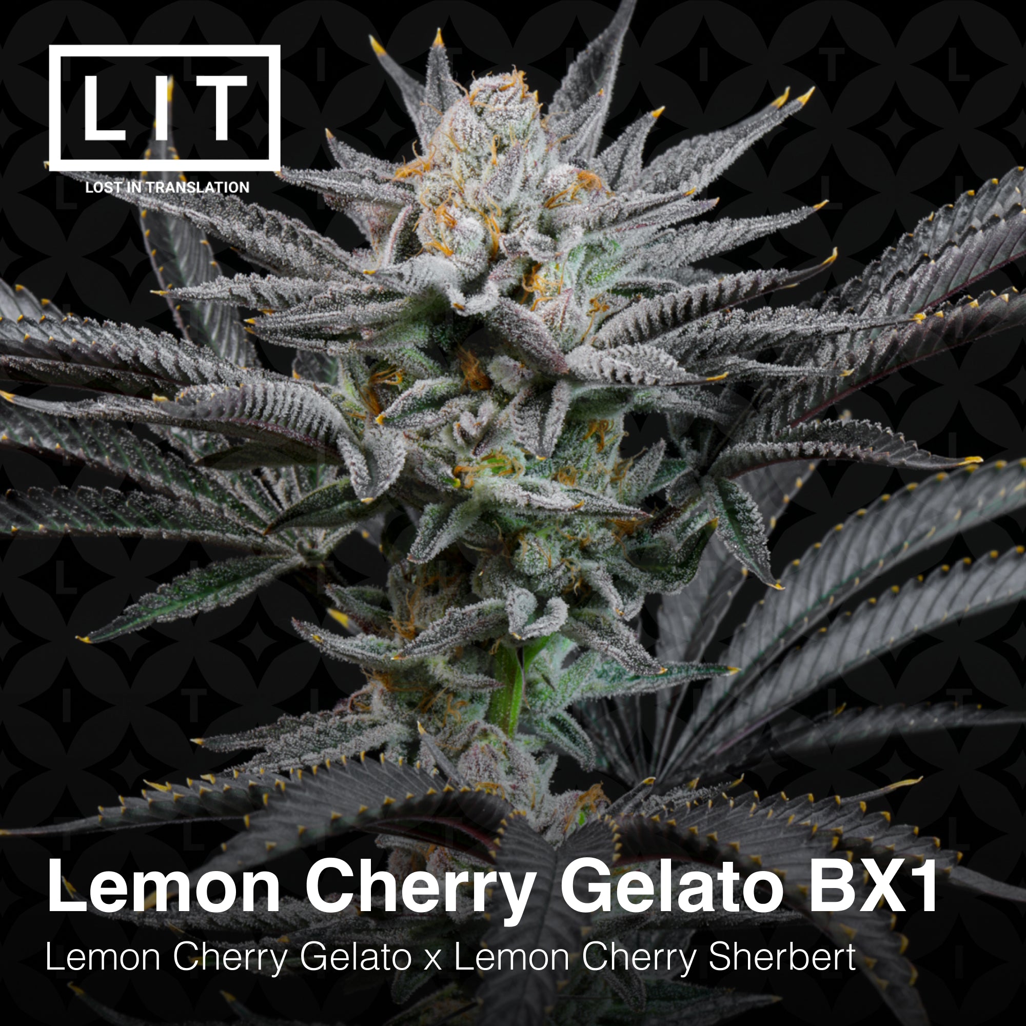 Lemon Cherry Gelato BX1