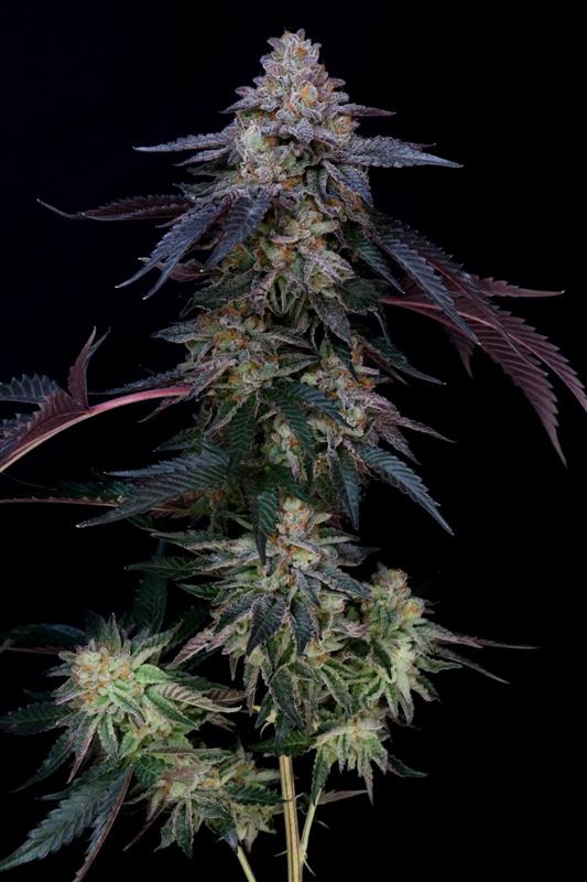 (Rainbow Belts x Dulce de Uva) x Blackberry Octane