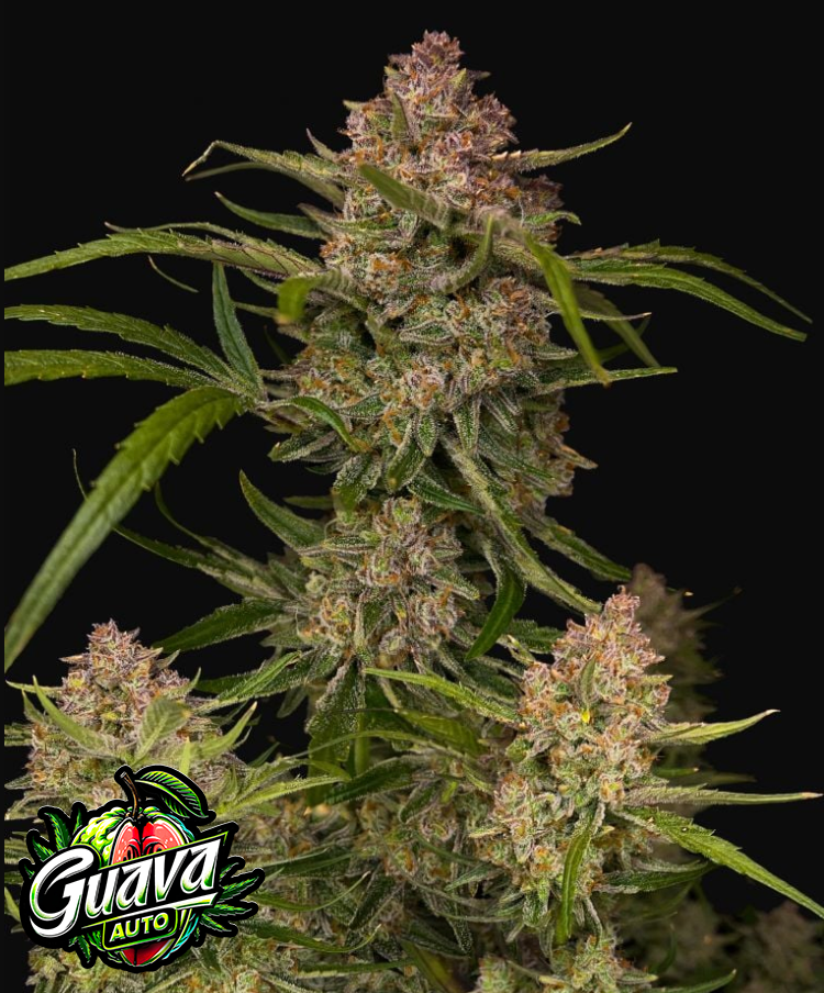 Guava Auto