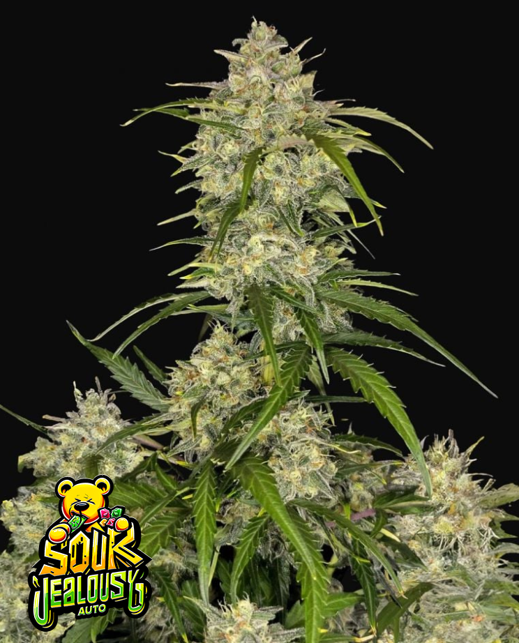 Sour Jealousy Auto