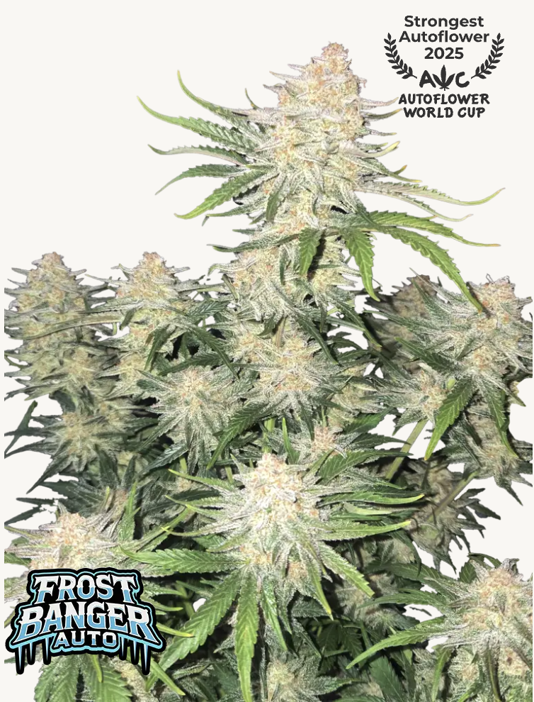 Frostbanger Auto