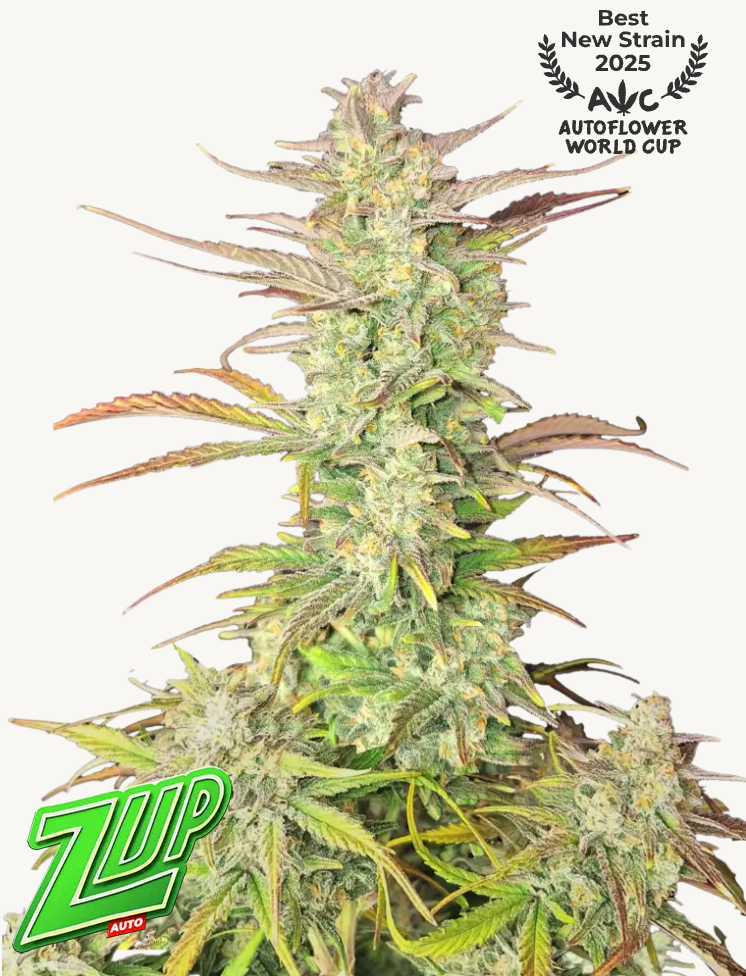 Z-Up Auto