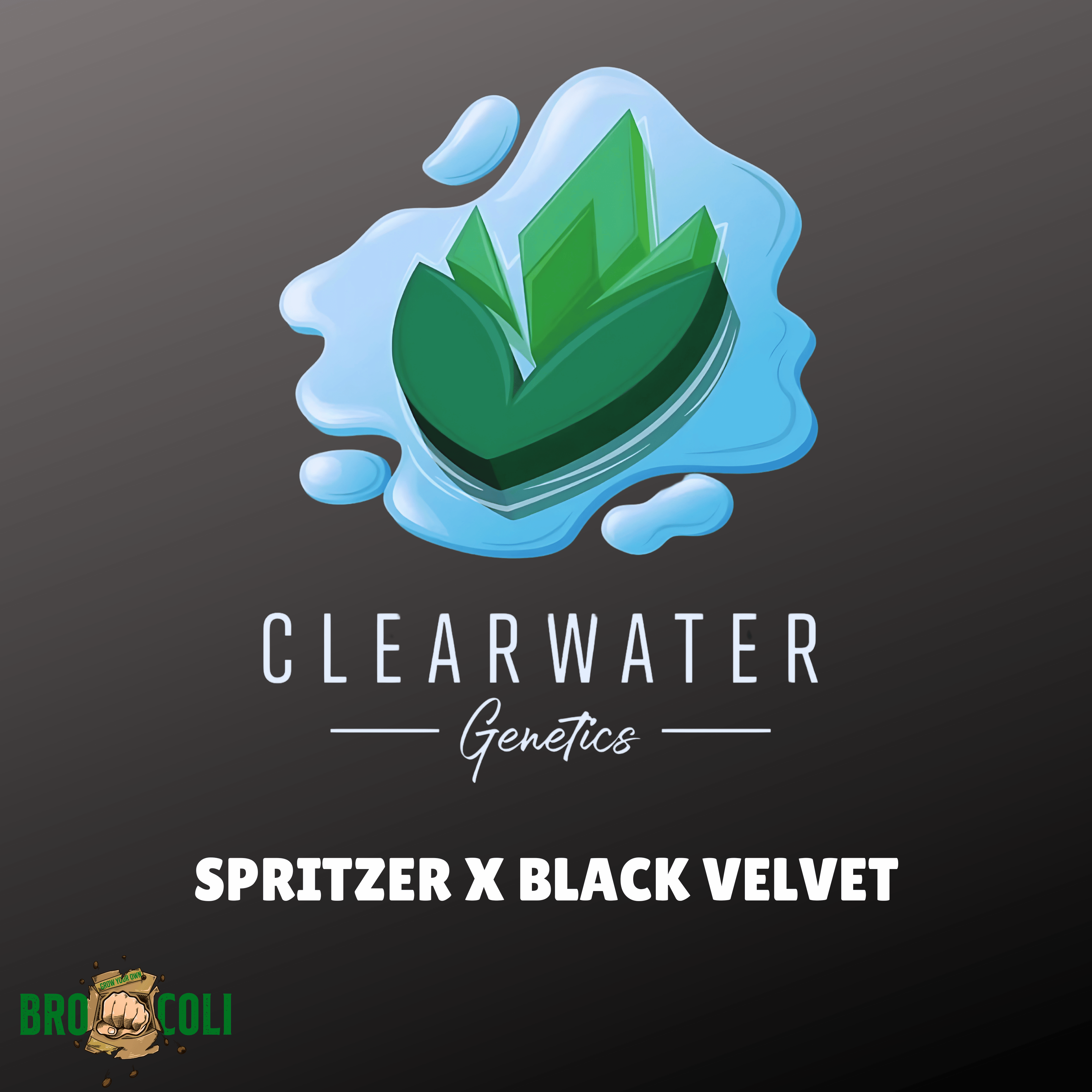 Spritzer x Black Velvet