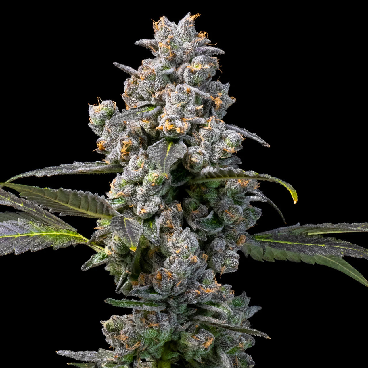 Apples & Bananas x Berniehana Butter