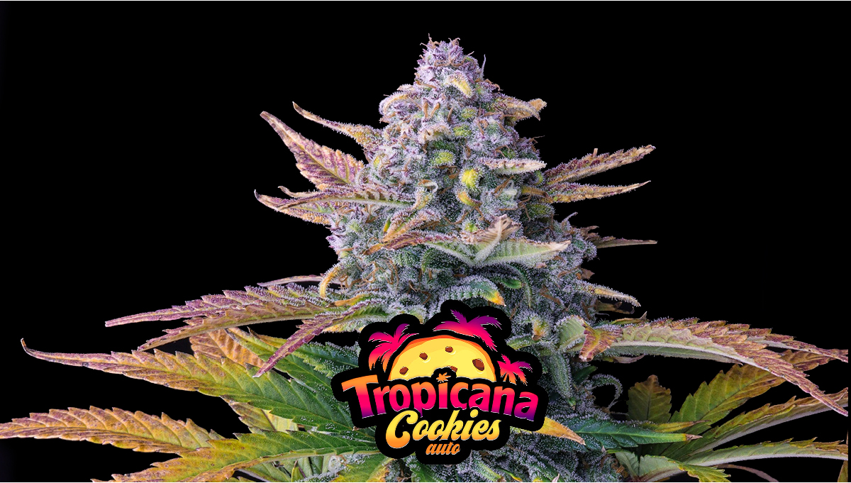 Tropicana Cookies Auto