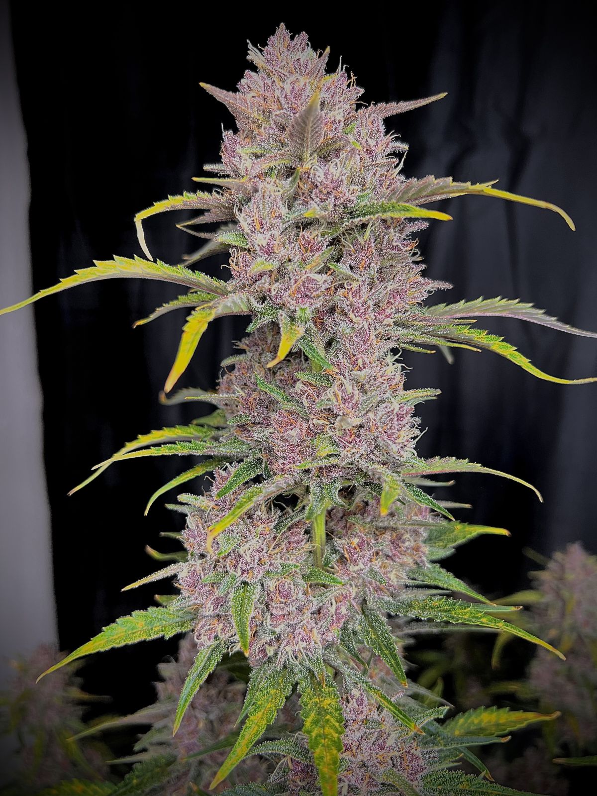 Banana Purple Punch Auto