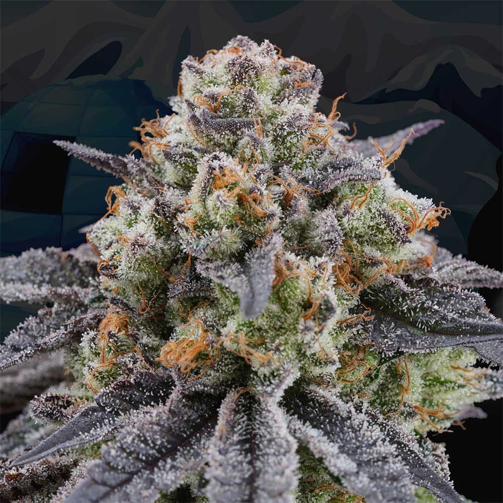 Artic Cherries