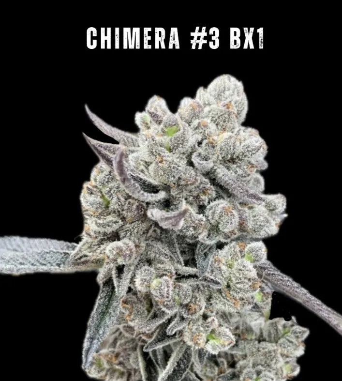 Chimera #3 Bx1