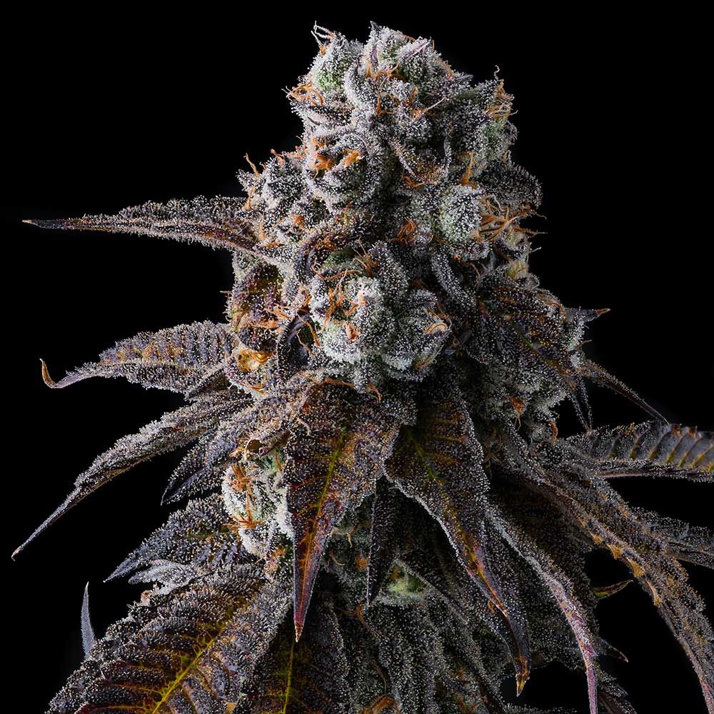 Dulce Dreams