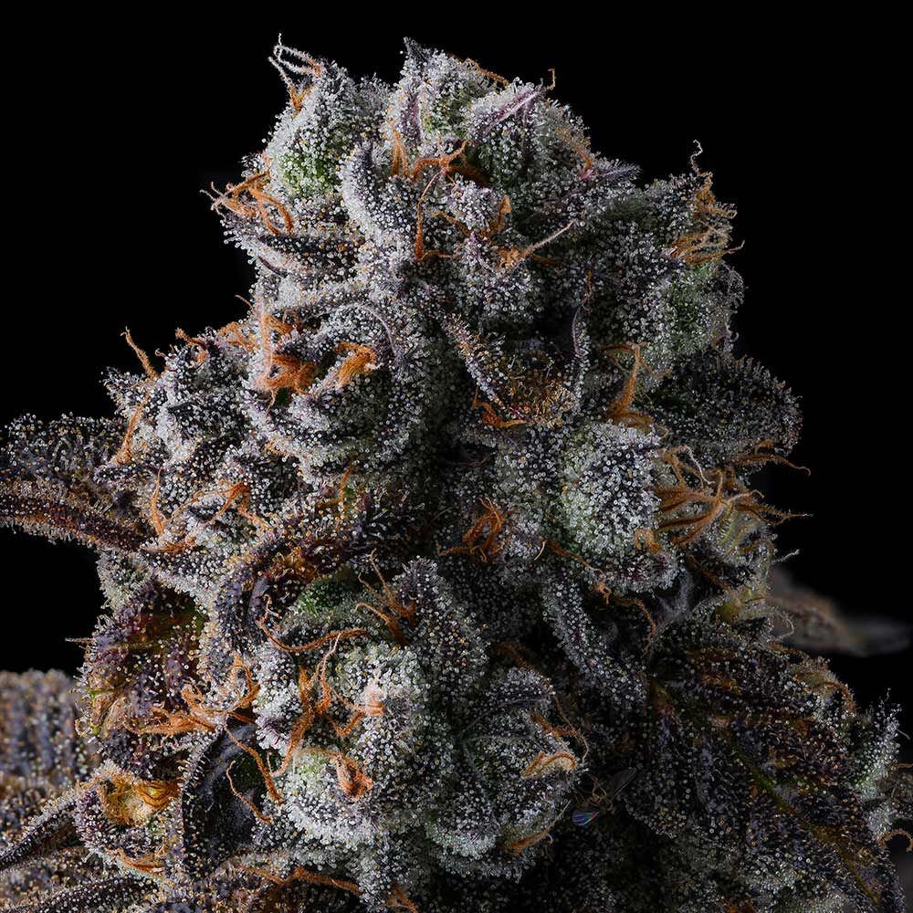 Dulce Dreams