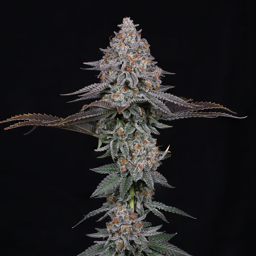 Pink Certz