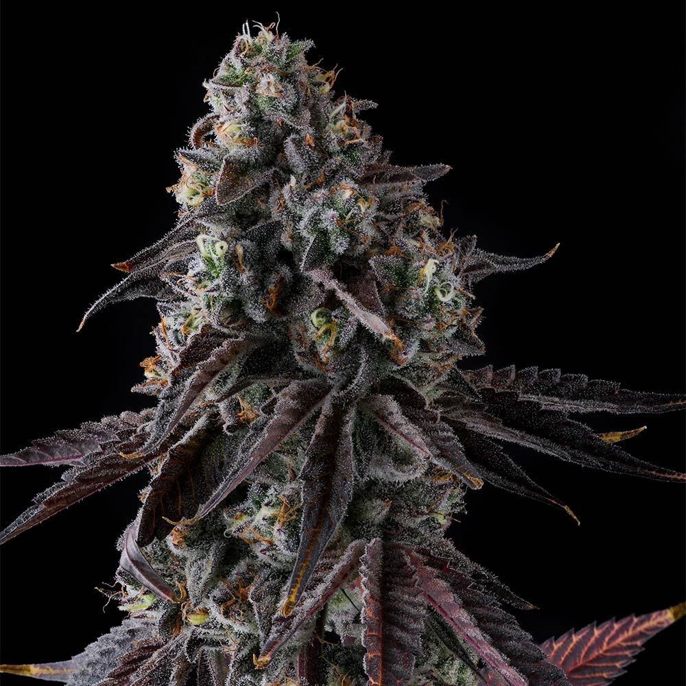 Fruit Riot
