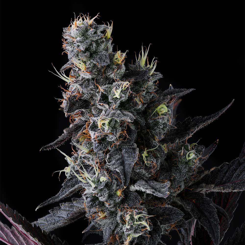 Giggin' Grapes