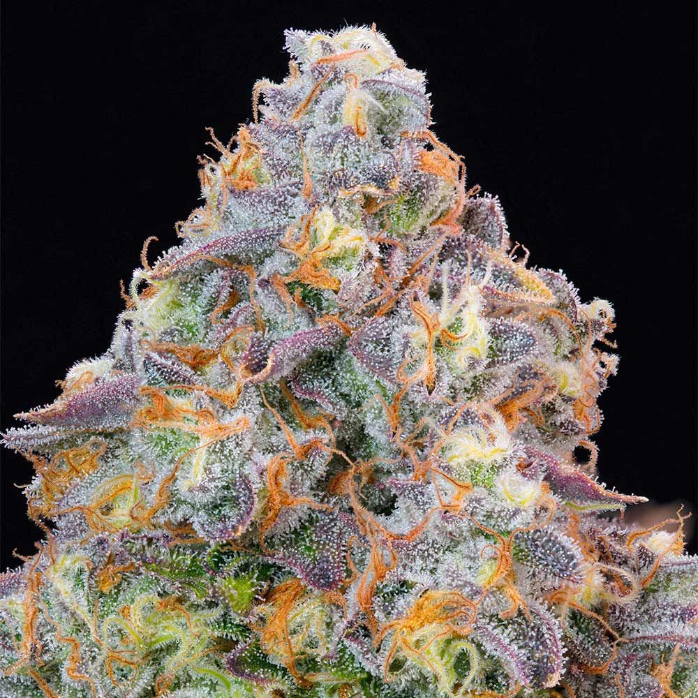 Blue Zlime