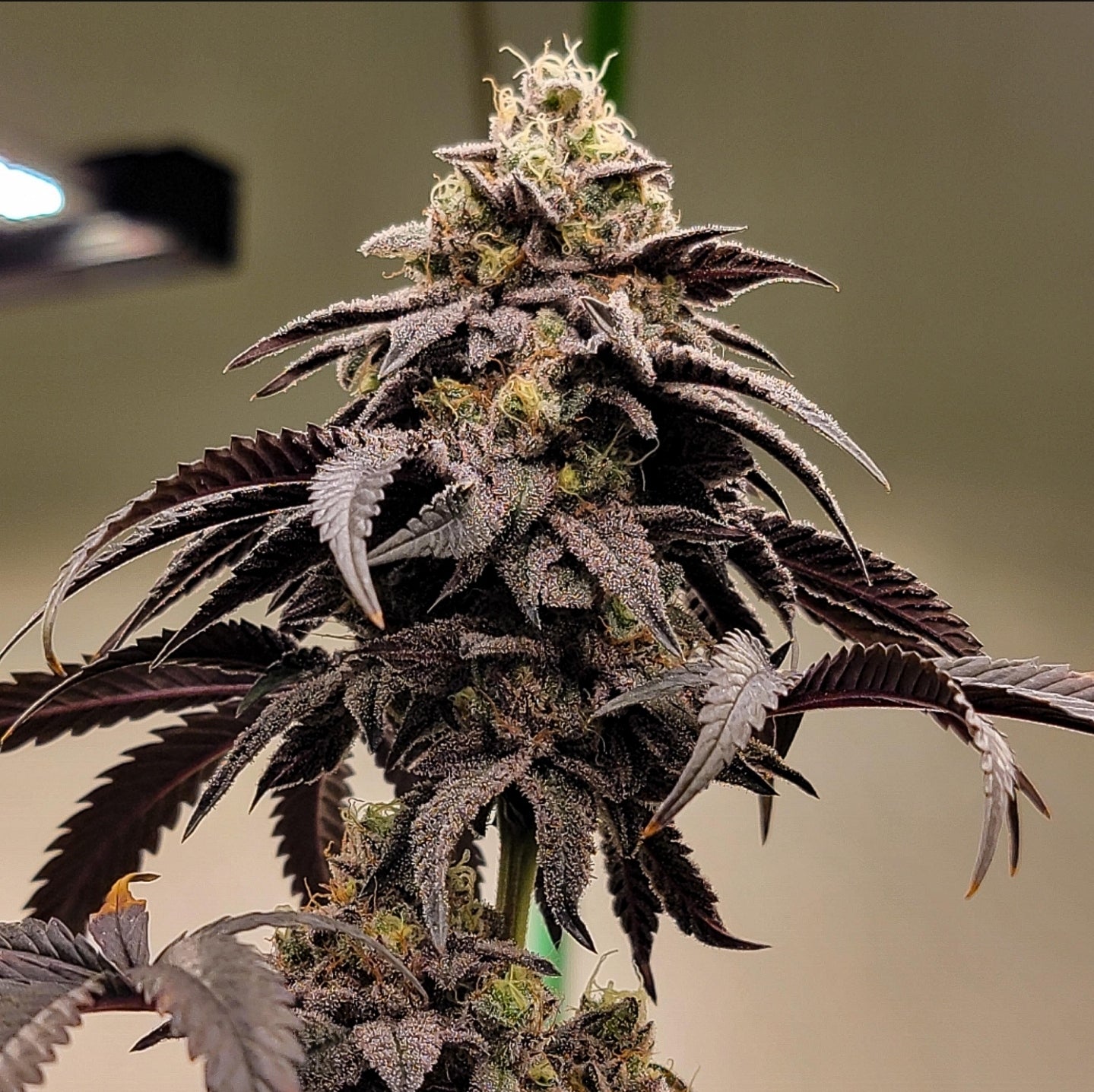 Gelato 41 BX F2