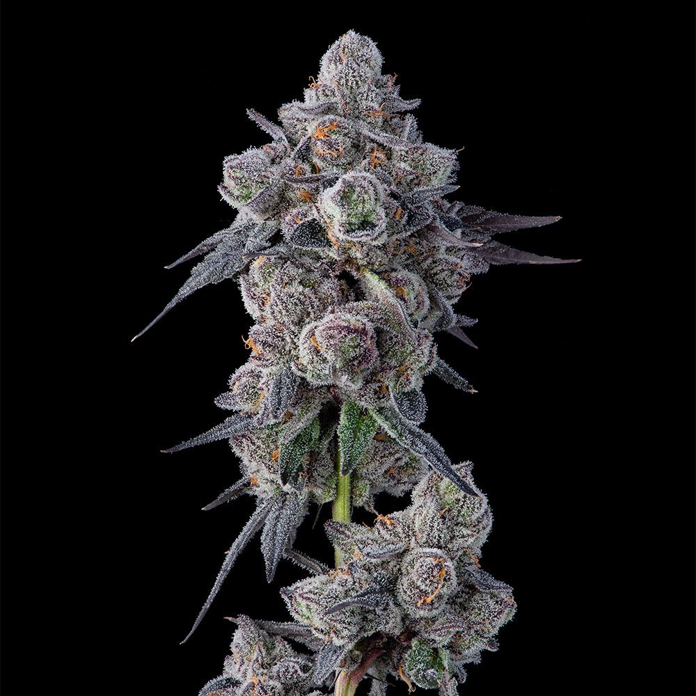Mellowz