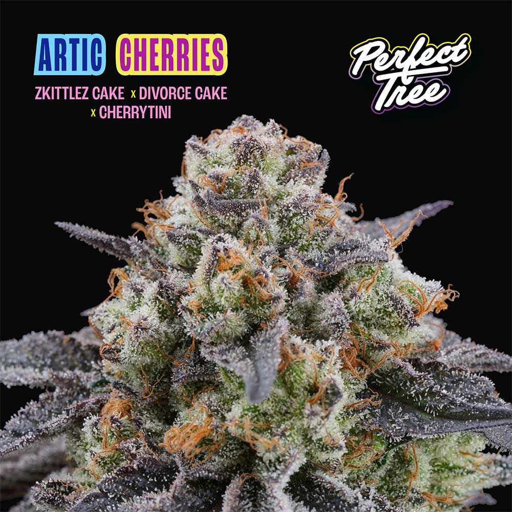 Artic Cherries